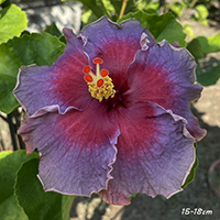 Taiwan Crimson Veil - Cutting